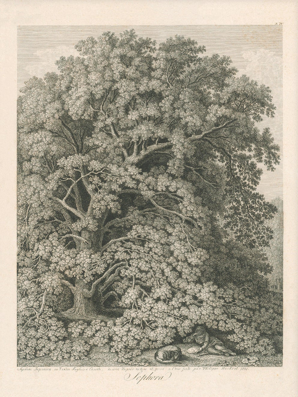 Vintage Tree Etching Art 00514 | Unframed