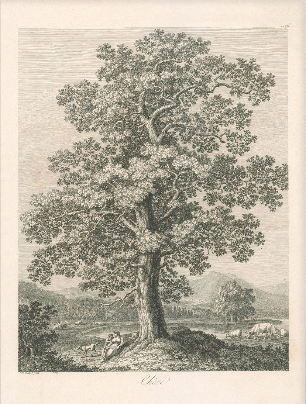 Vintage Tree Etching Art 00515 | Unframed