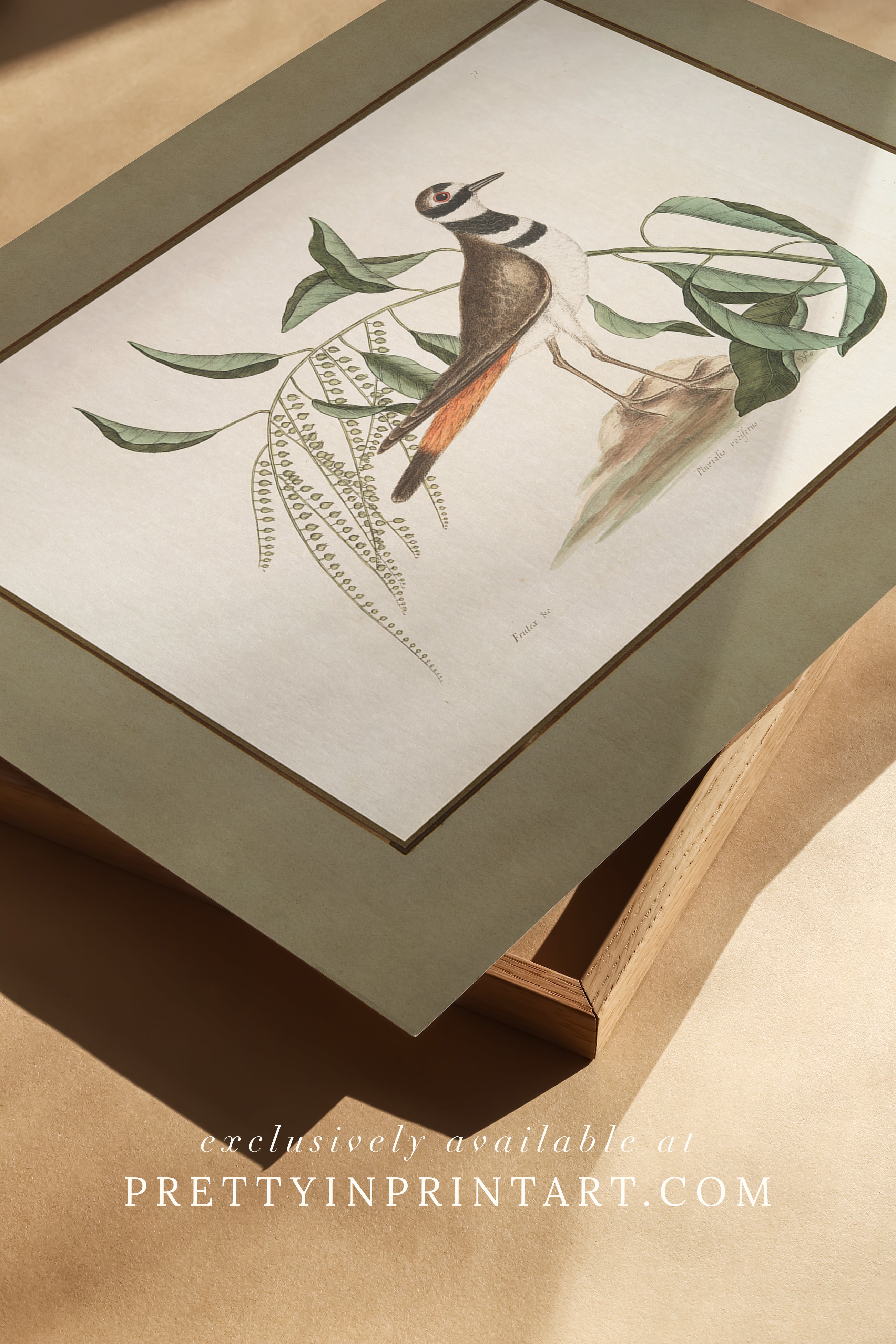 Framed vintage bird art print – antique bird illustration in solid wood Italian frame with tortoise-effect finish