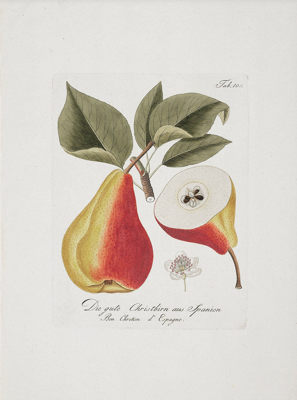 Vintage Pear Still Life Art Print 00262 | Unframed