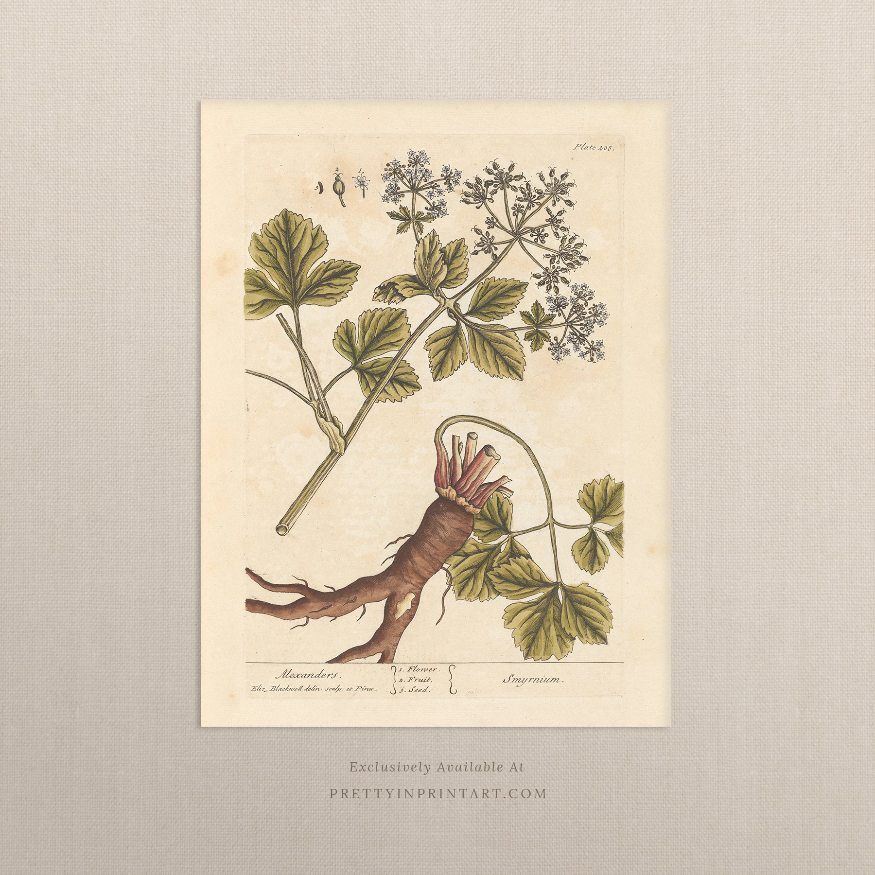 Vintage botanical print, antique herb illustration, framed floral artwork, perfect gift for gardeners