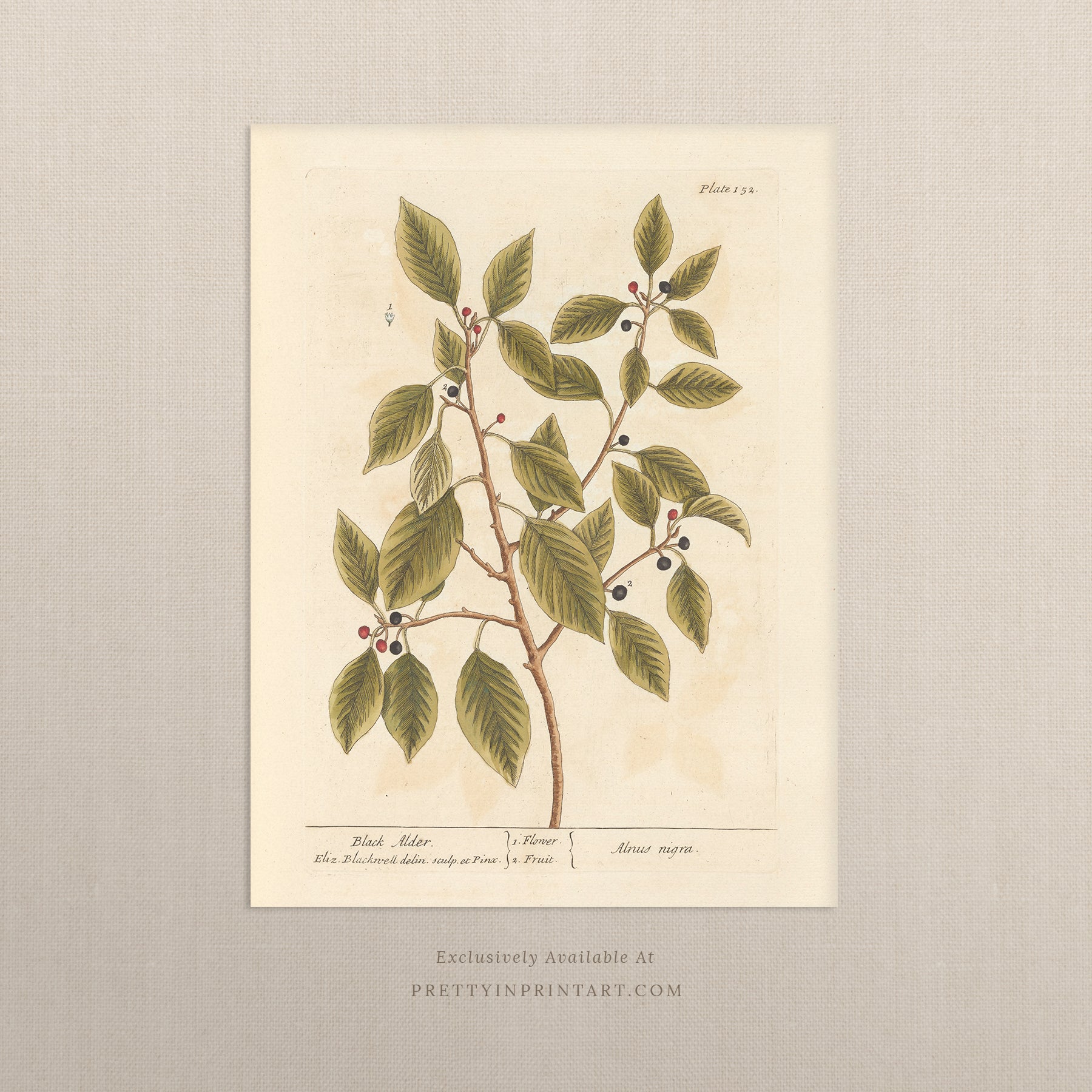 Vintage botanical print, antique herb illustration, framed floral artwork, perfect gift for gardeners