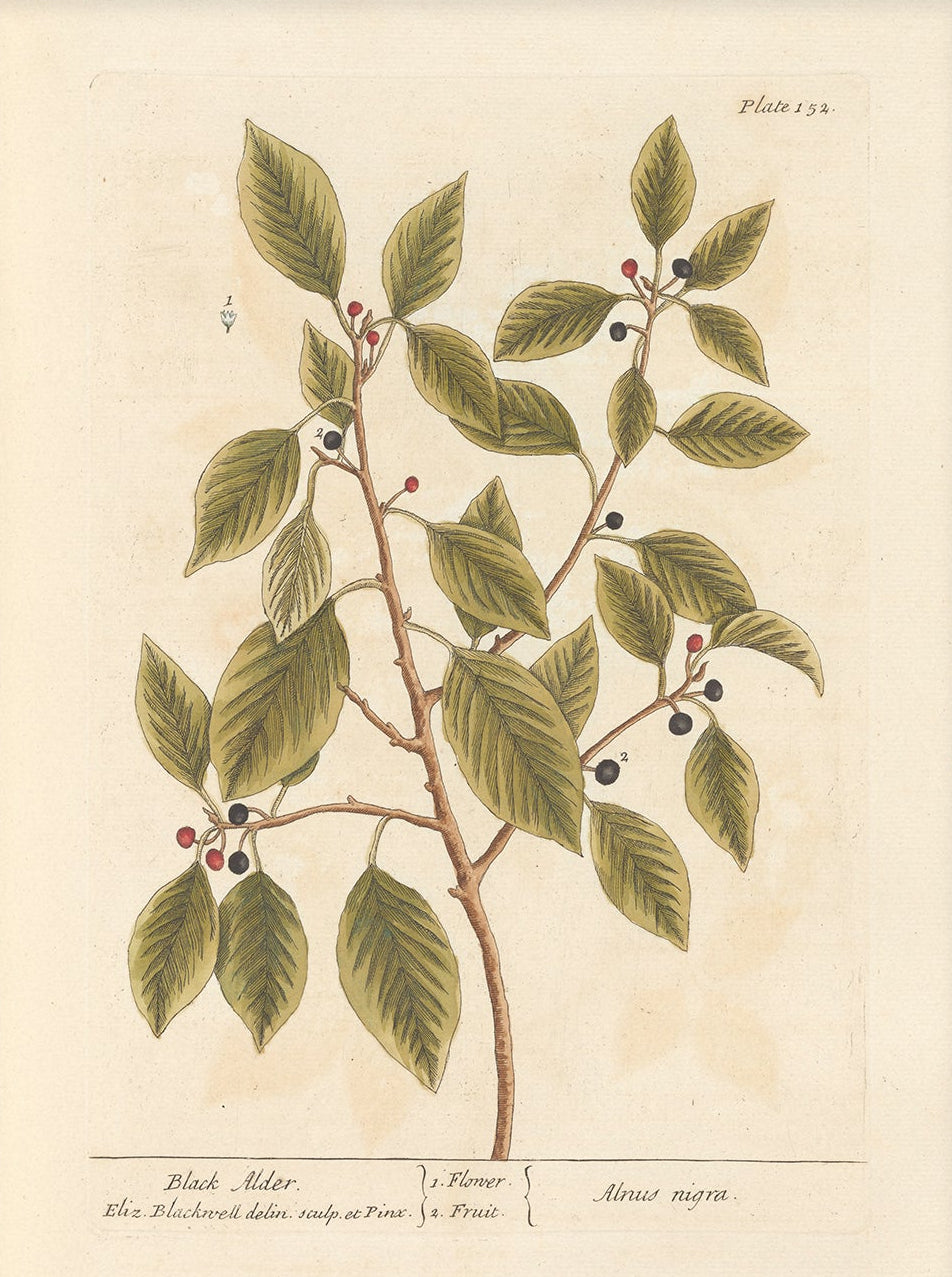 Antique Botanical Art 0058 - Black Alder | Unframed