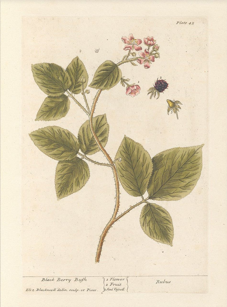 Antique Botanical Art 0058 - Blackberry Bush | Unframed