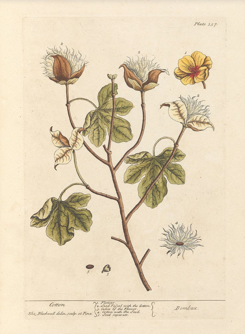 Antique Botanical Art 0058 - Cotton | Unframed