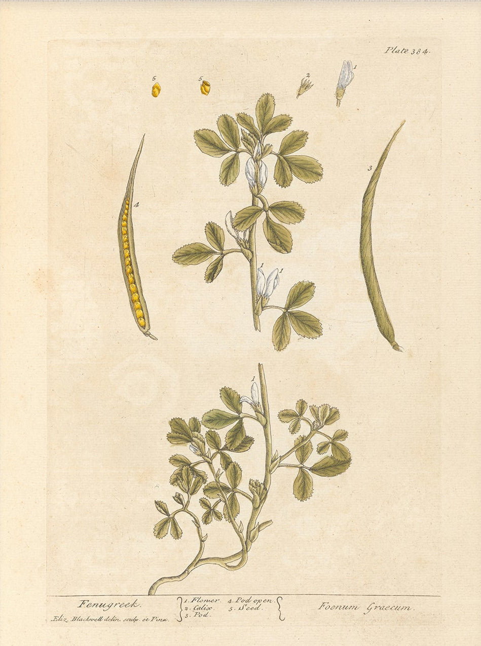 Antique Botanical Art 0058 - Fenugreek | Unframed