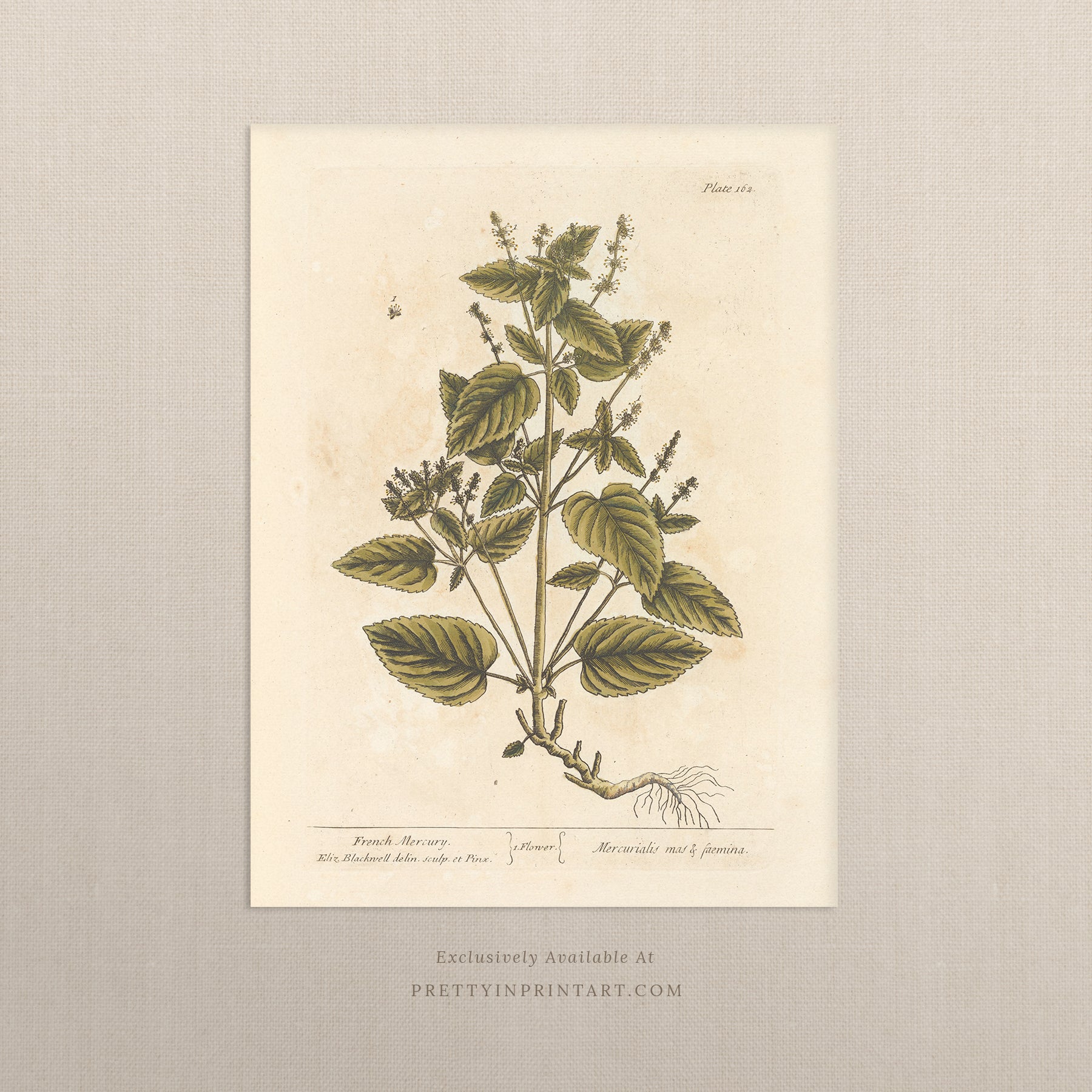 Vintage botanical art print, antique floral illustration, collectible wall decor for home or office