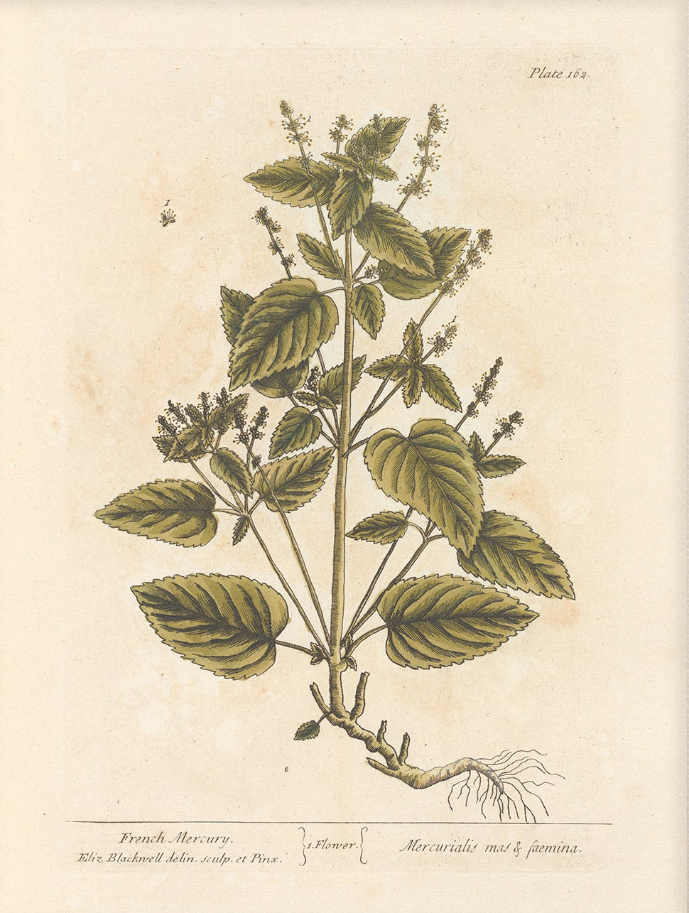 Antique Botanical Art 0058 - French Mercury | Unframed