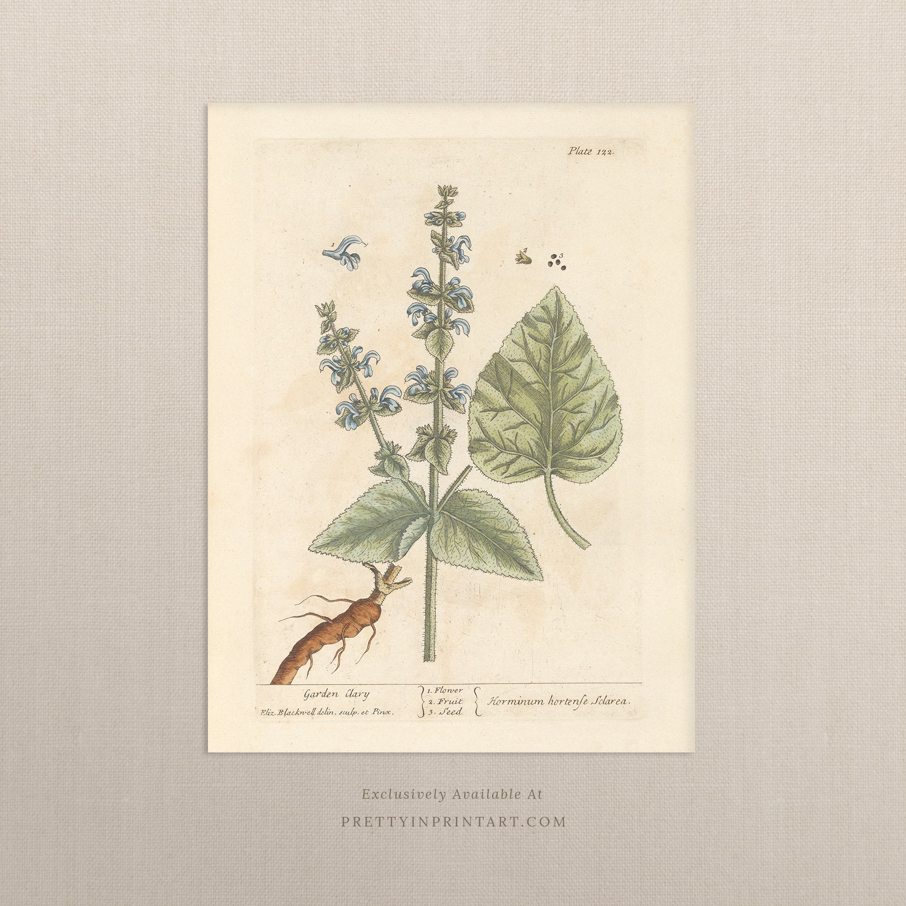 Vintage botanical art print, antique floral illustration, collectible wall decor for home or office