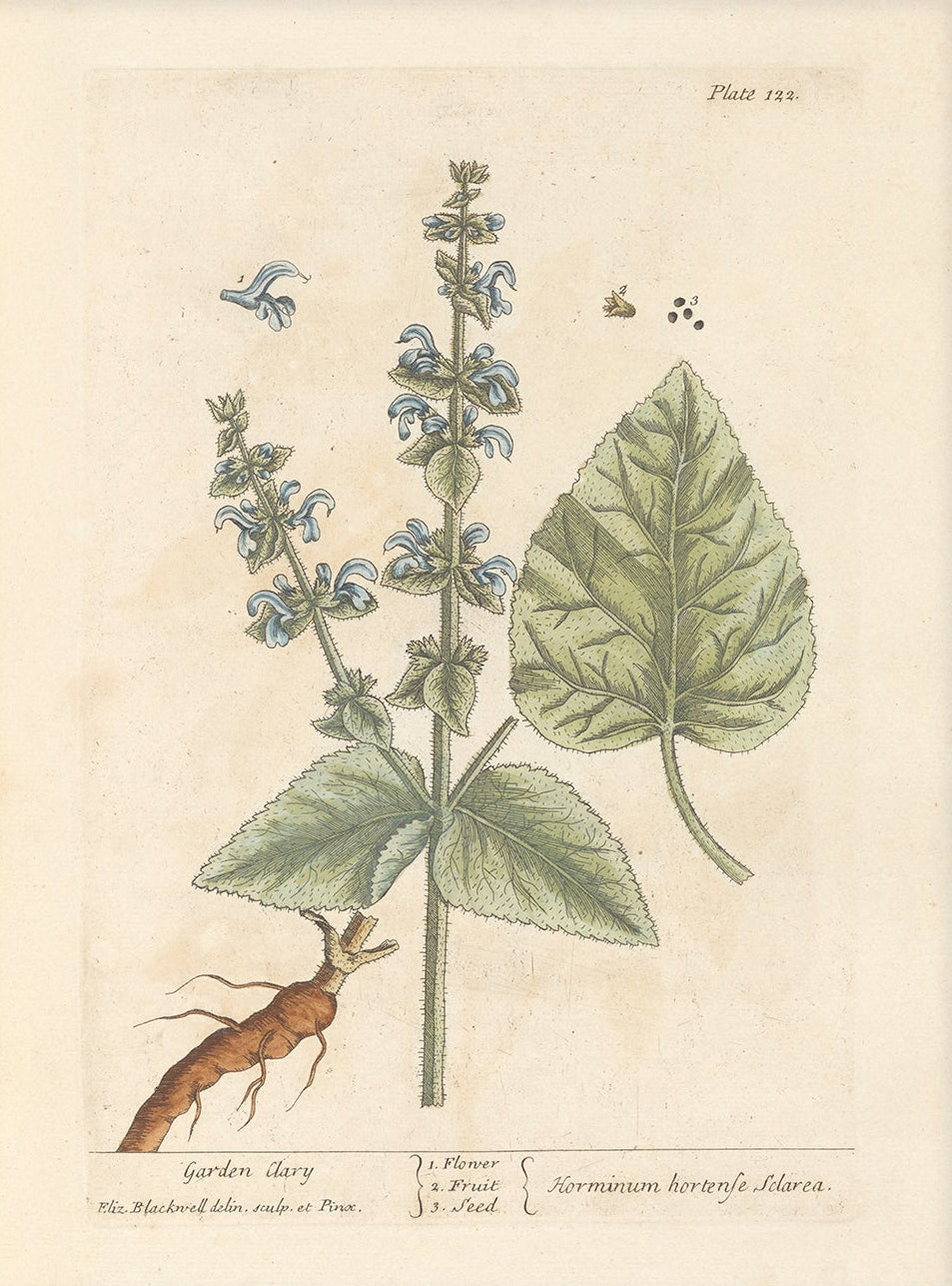 Antique Botanical Art 0058 - Garden Clary | Unframed