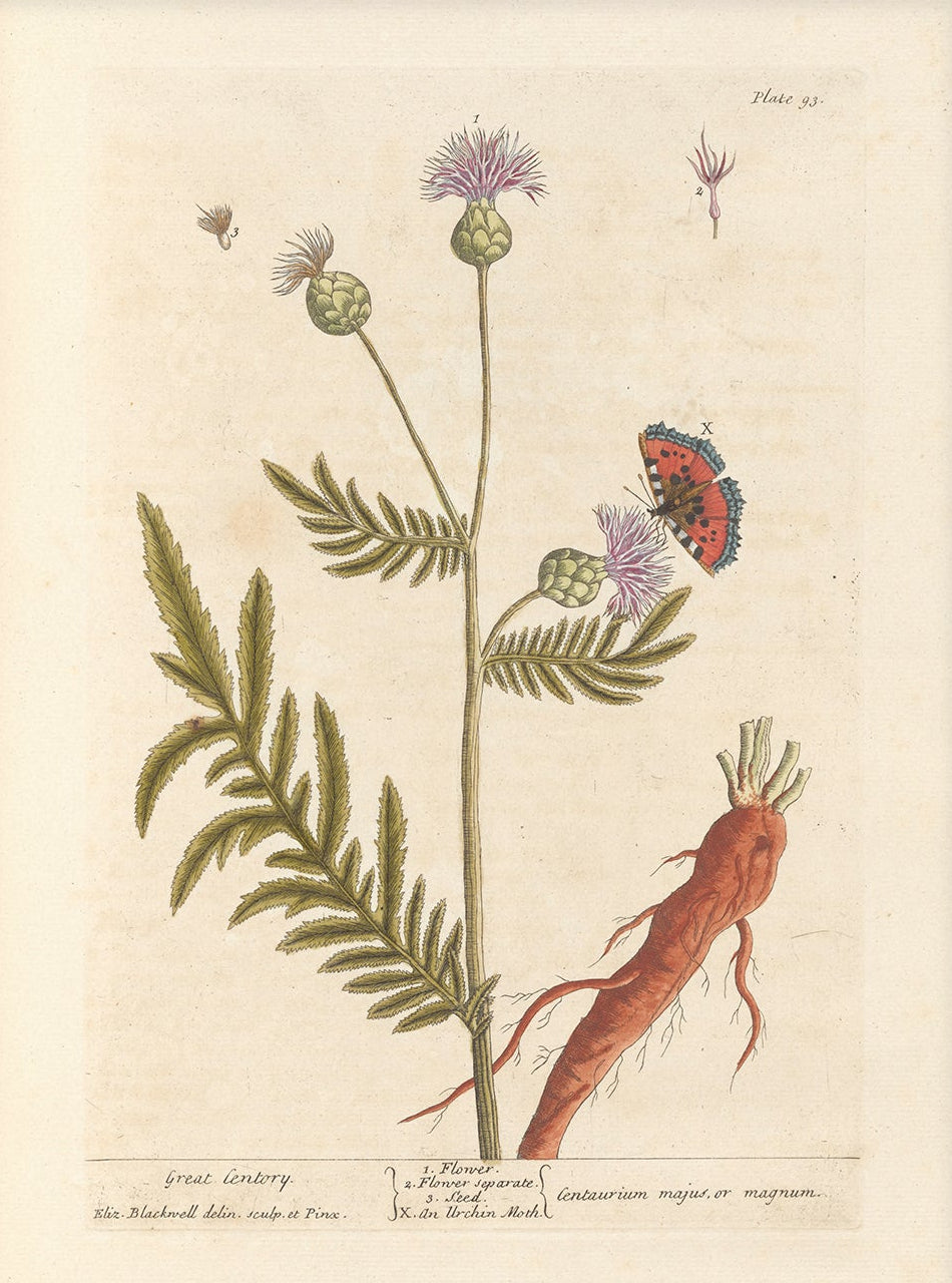 Antique Botanical Art 0058 - Great Centory | Unframed