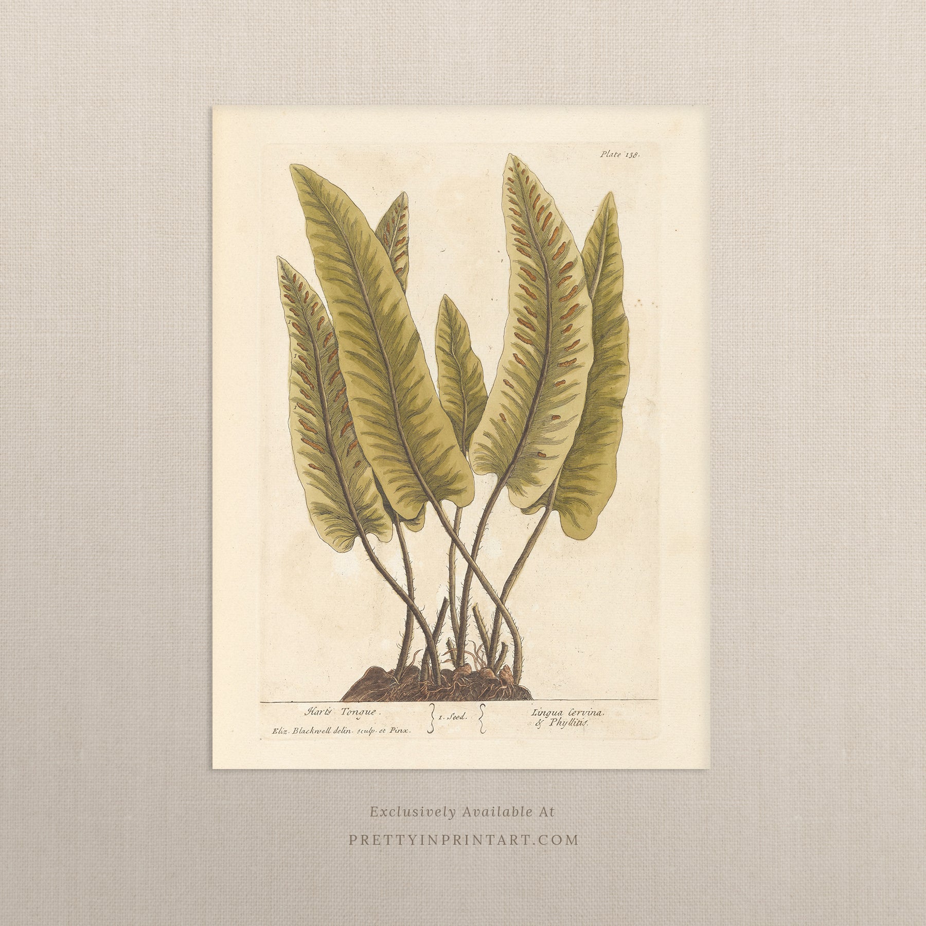 Vintage botanical art print, antique floral illustration, collectible wall decor for home or office