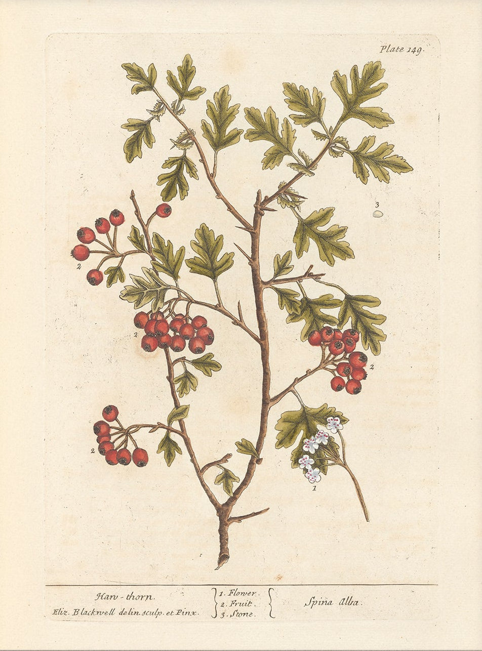 Antique Botanical Art 0058 - Hawthorn | Unframed