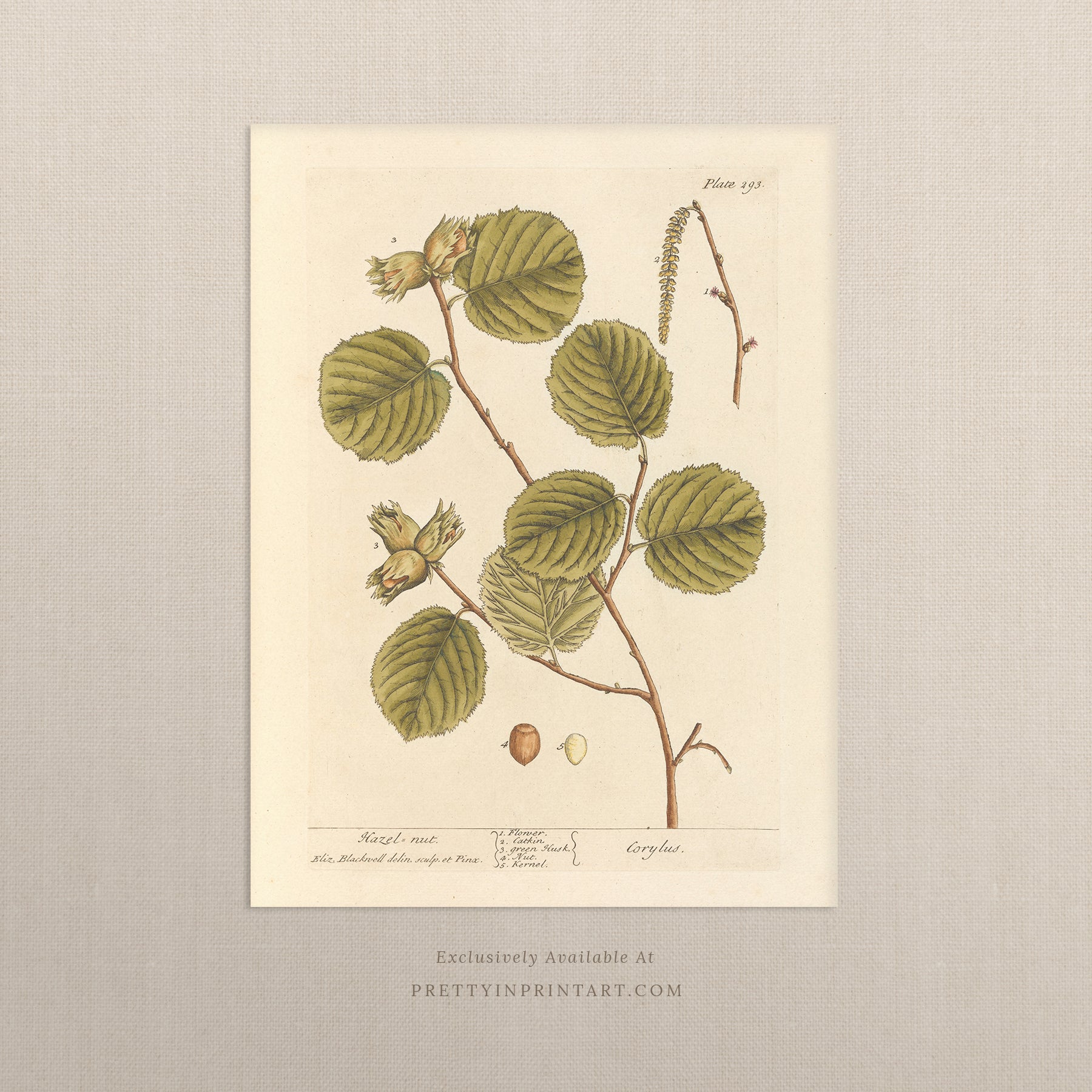 Vintage botanical art print, antique floral illustration, collectible wall decor for home or office