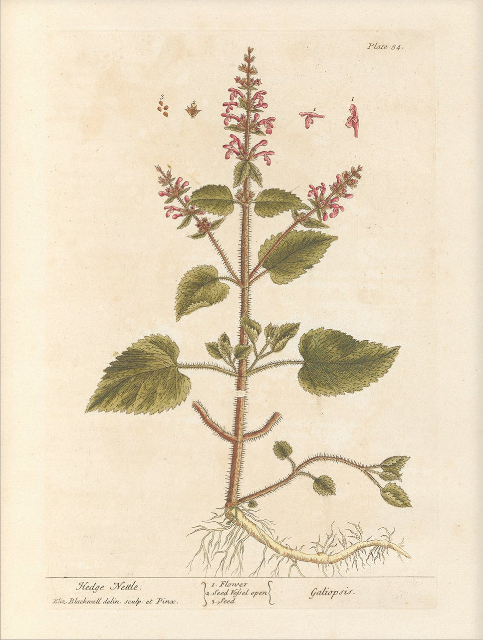 Antique Botanical Art 0058 - Hedge Nettle | Unframed