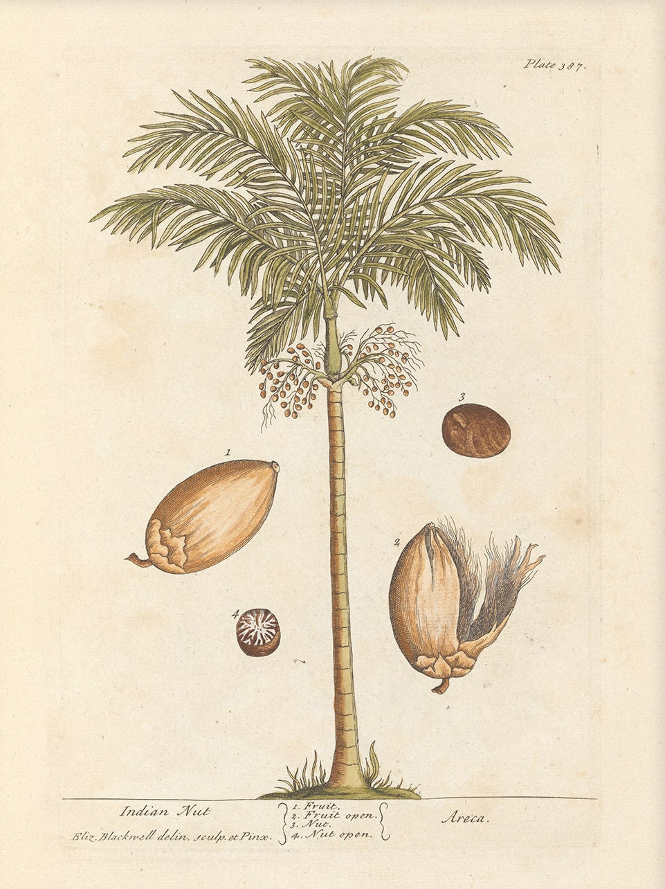 Antique Botanical Art 0058 - Indian Nut | Unframed
