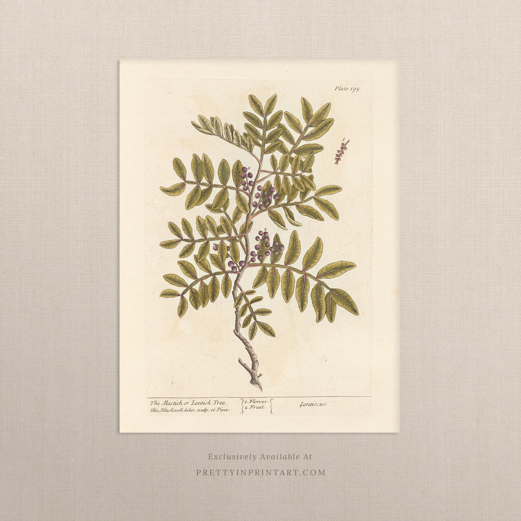 Vintage botanical art print, antique floral illustration, collectible wall decor for home or office