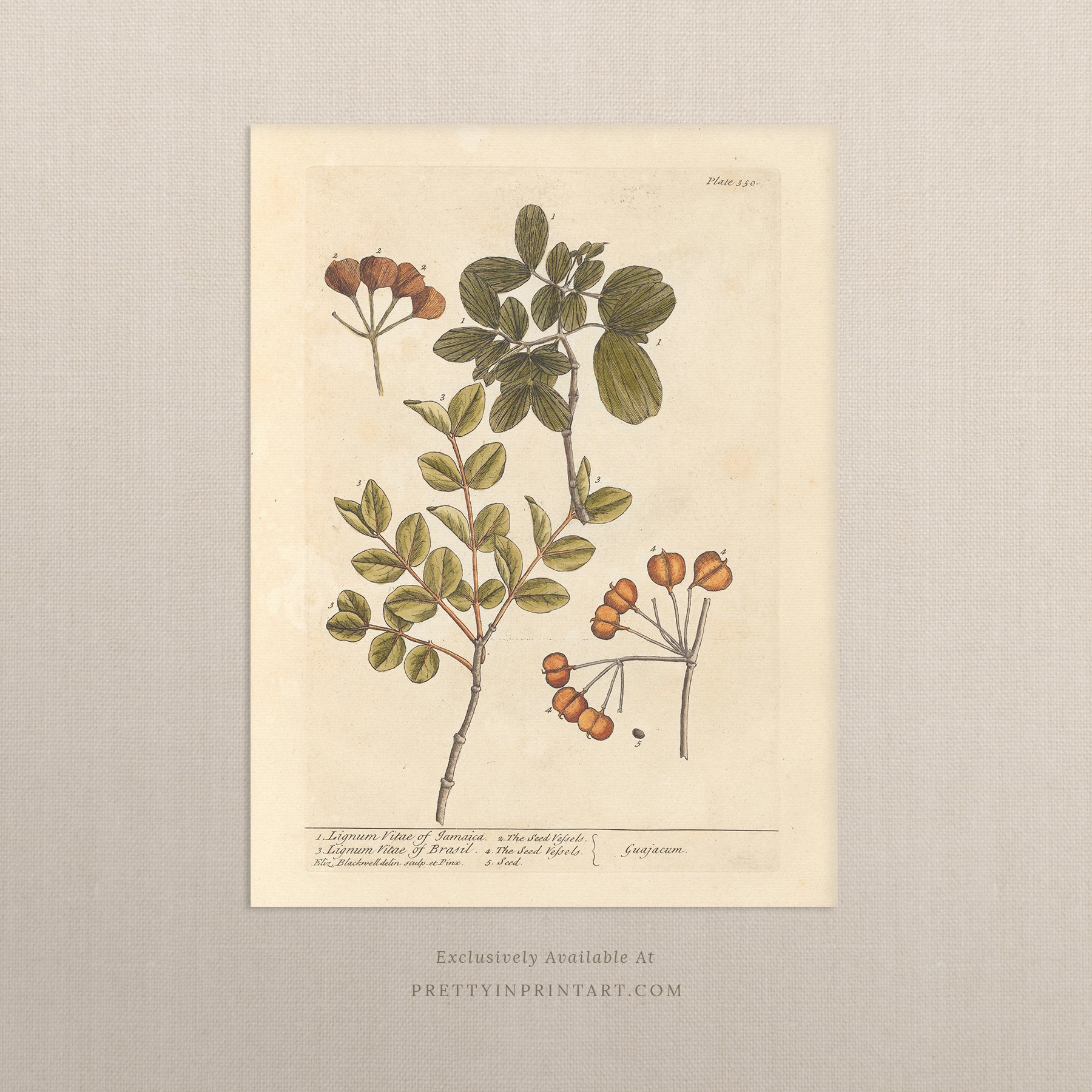 Vintage botanical art print, antique floral illustration, collectible wall decor for home or office