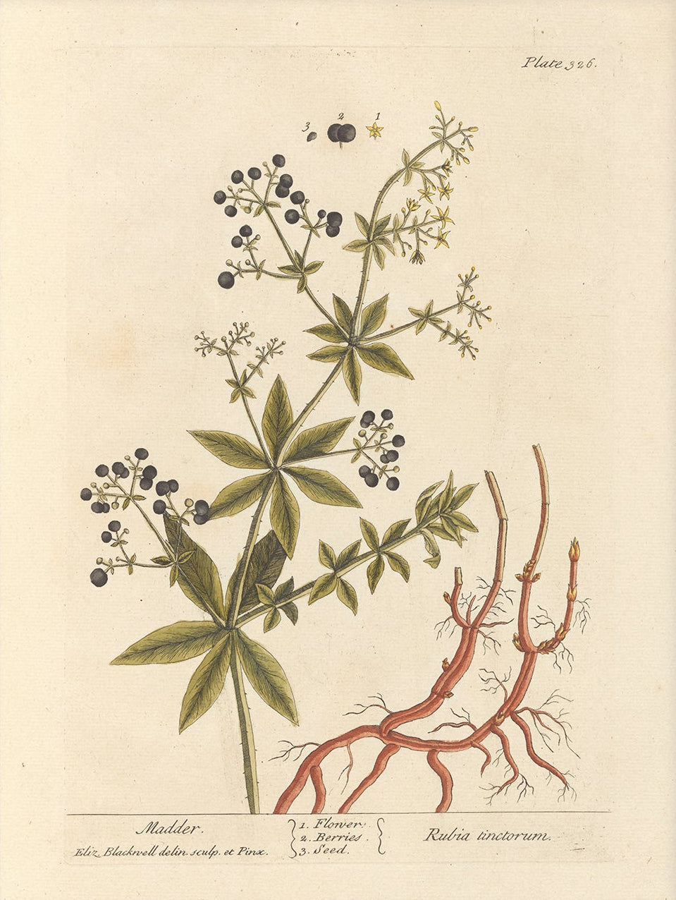 Antique Botanical Art 0058 - Madder | Unframed