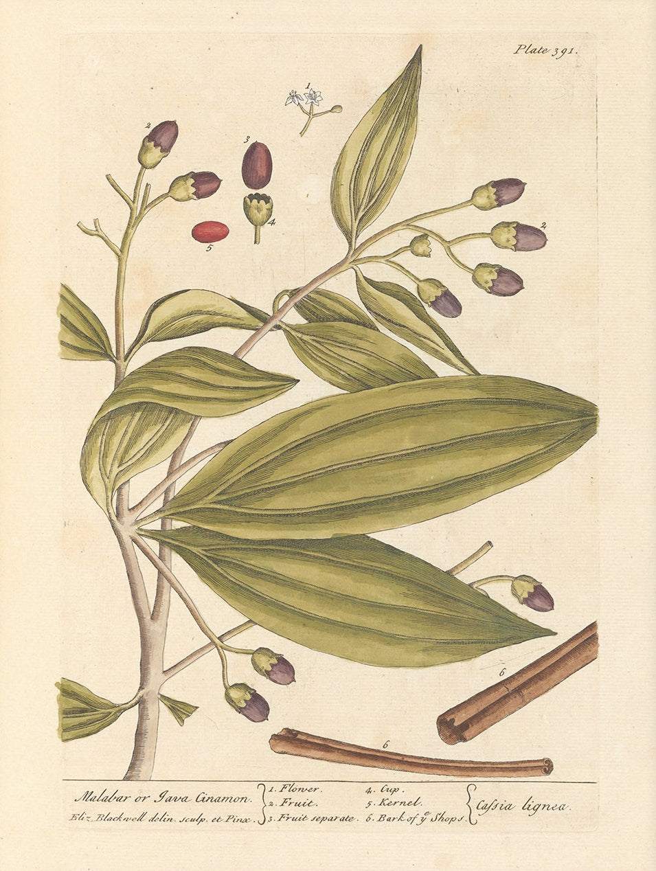 Antique Botanical Art 0058 - Malabar Cinnamon | Unframed