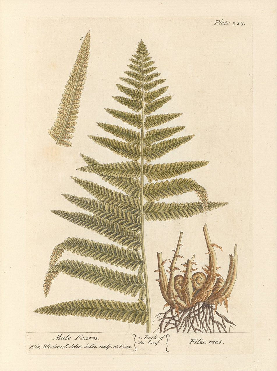 Antique Botanical Art 0058 - Male Fern | Unframed