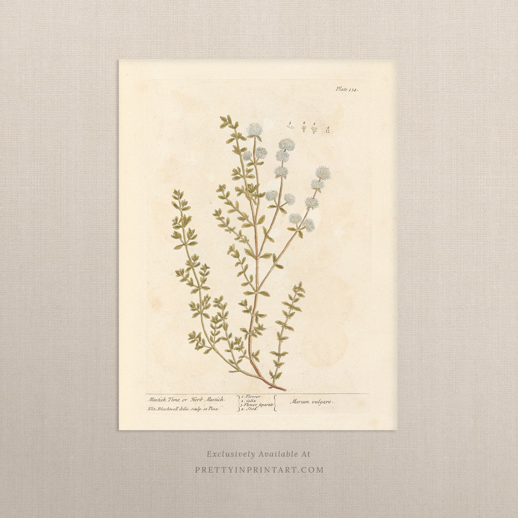 Antique botanical art print, vintage floral artwork, perfect collectible gift for plant and garden enthusiasts