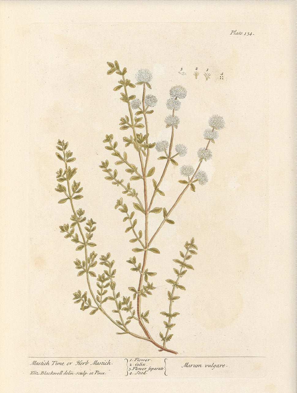 Antique Botanical Art 0058 - Mastich Thyme | Unframed