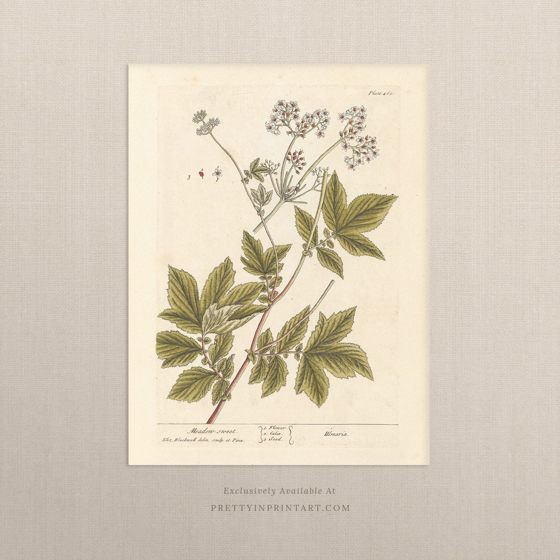 Antique botanical art print, vintage floral artwork, perfect collectible gift for plant and garden enthusiasts