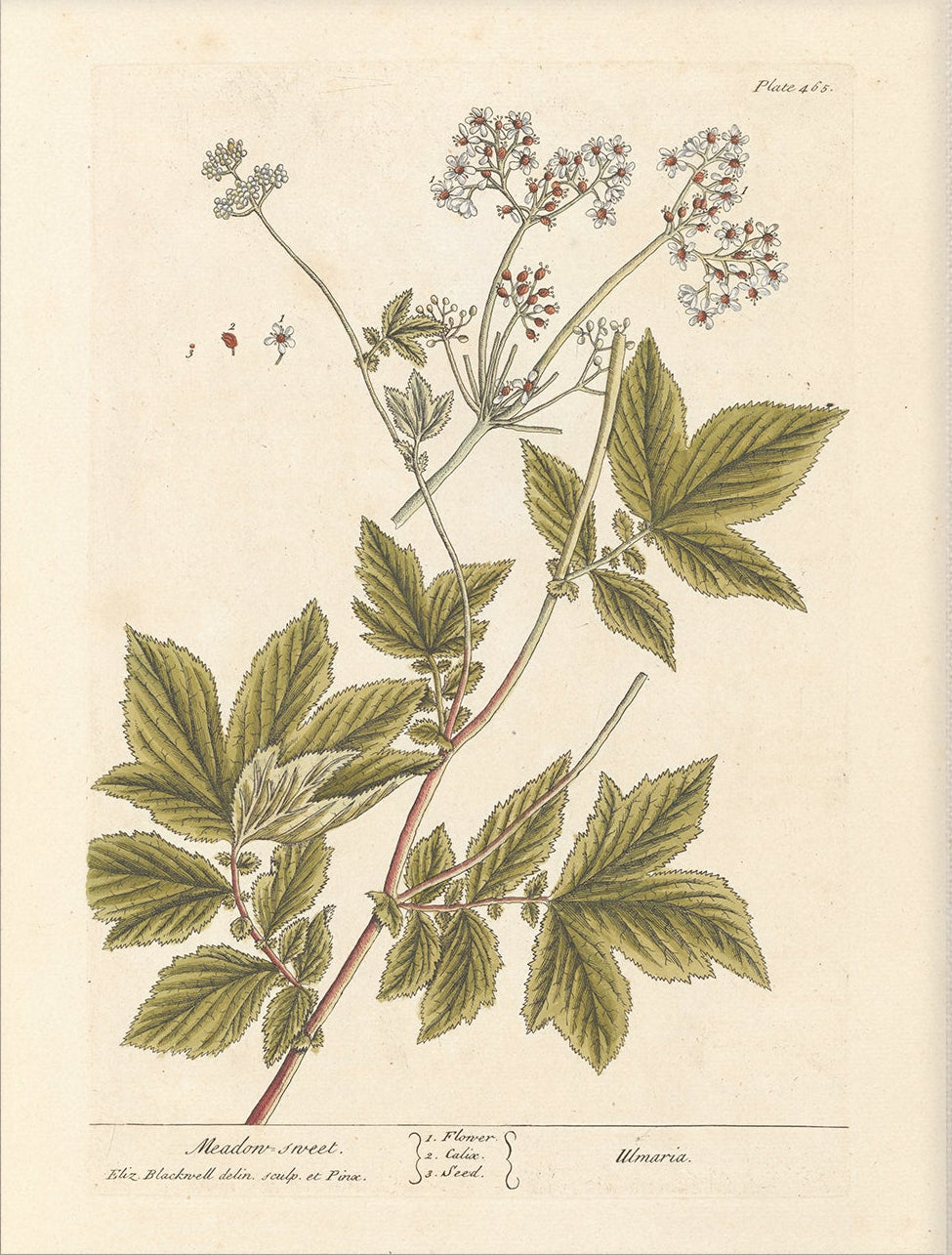 Antique Botanical Art 0058 - Meadowsweet | Unframed