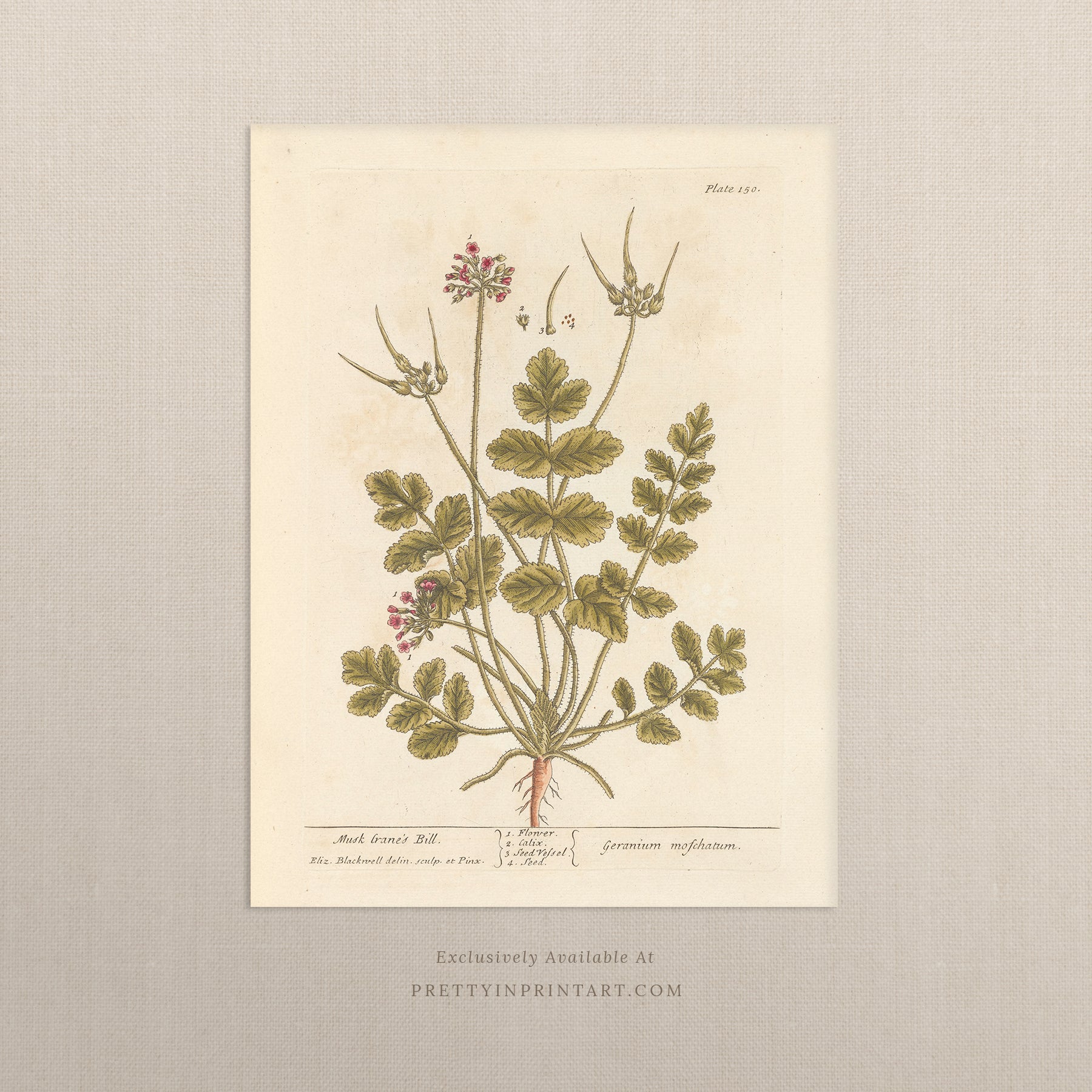 Antique botanical art print, vintage floral artwork, perfect collectible gift for plant and garden enthusiasts