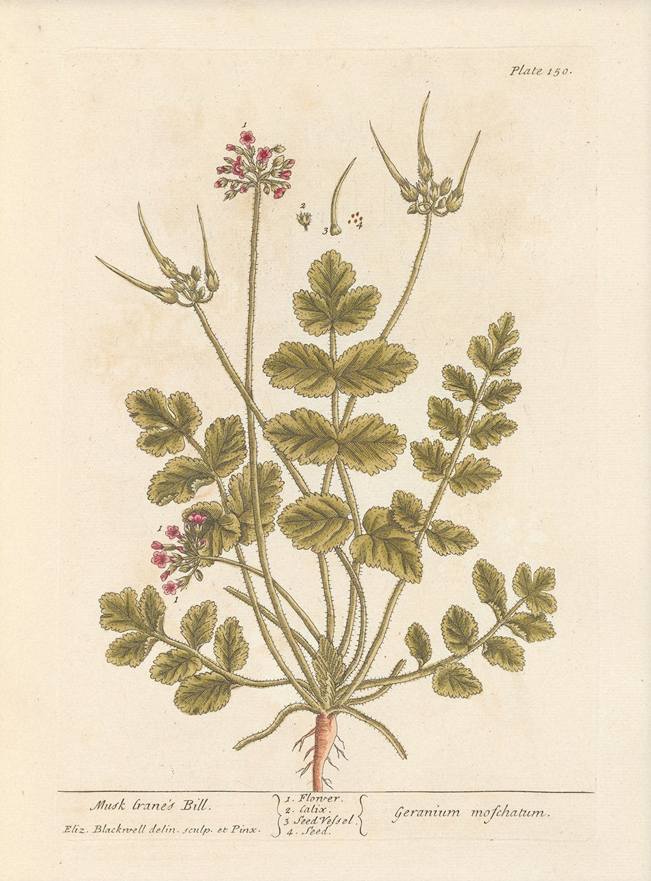 Antique Botanical Art 0058 - Musk Cranesbill Geranium | Unframed