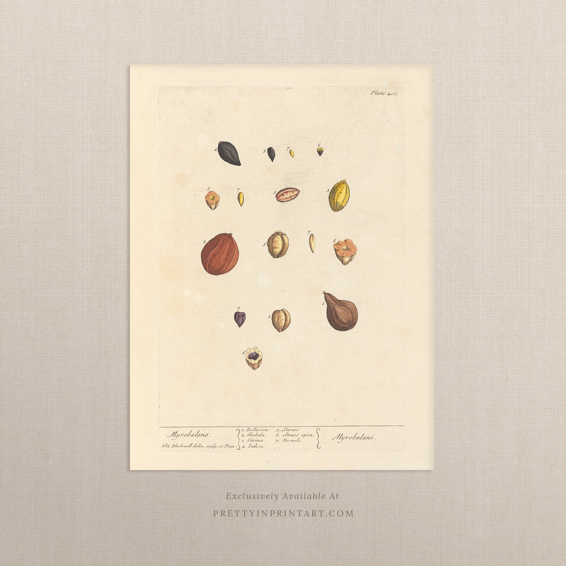 Antique botanical art print, vintage floral artwork, perfect collectible gift for plant and garden enthusiasts