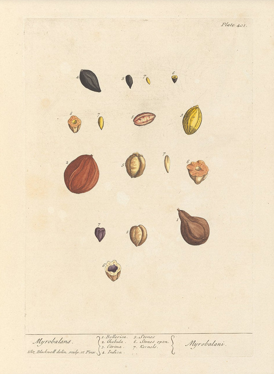 Antique Botanical Art 0058 - Myrobalans | Unframed
