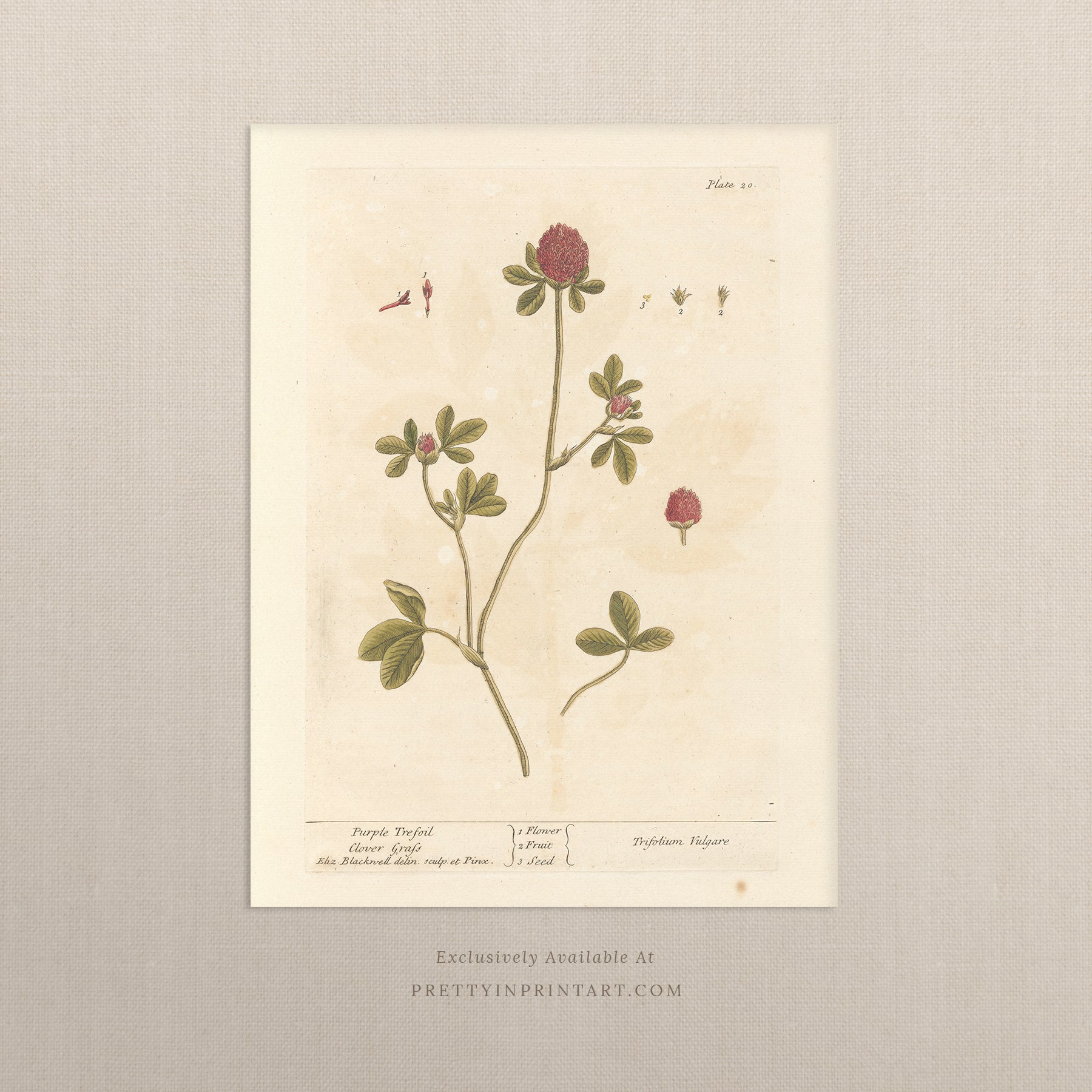 Antique botanical art print, vintage floral artwork, perfect collectible gift for plant and garden enthusiasts