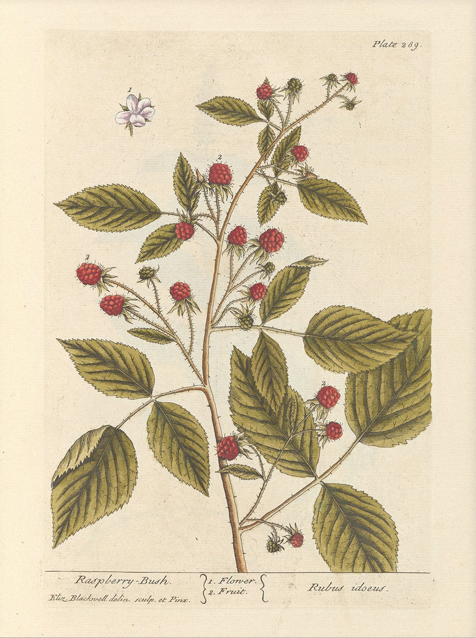 Antique Botanical Art 0058 - Raspberry Bush | Unframed