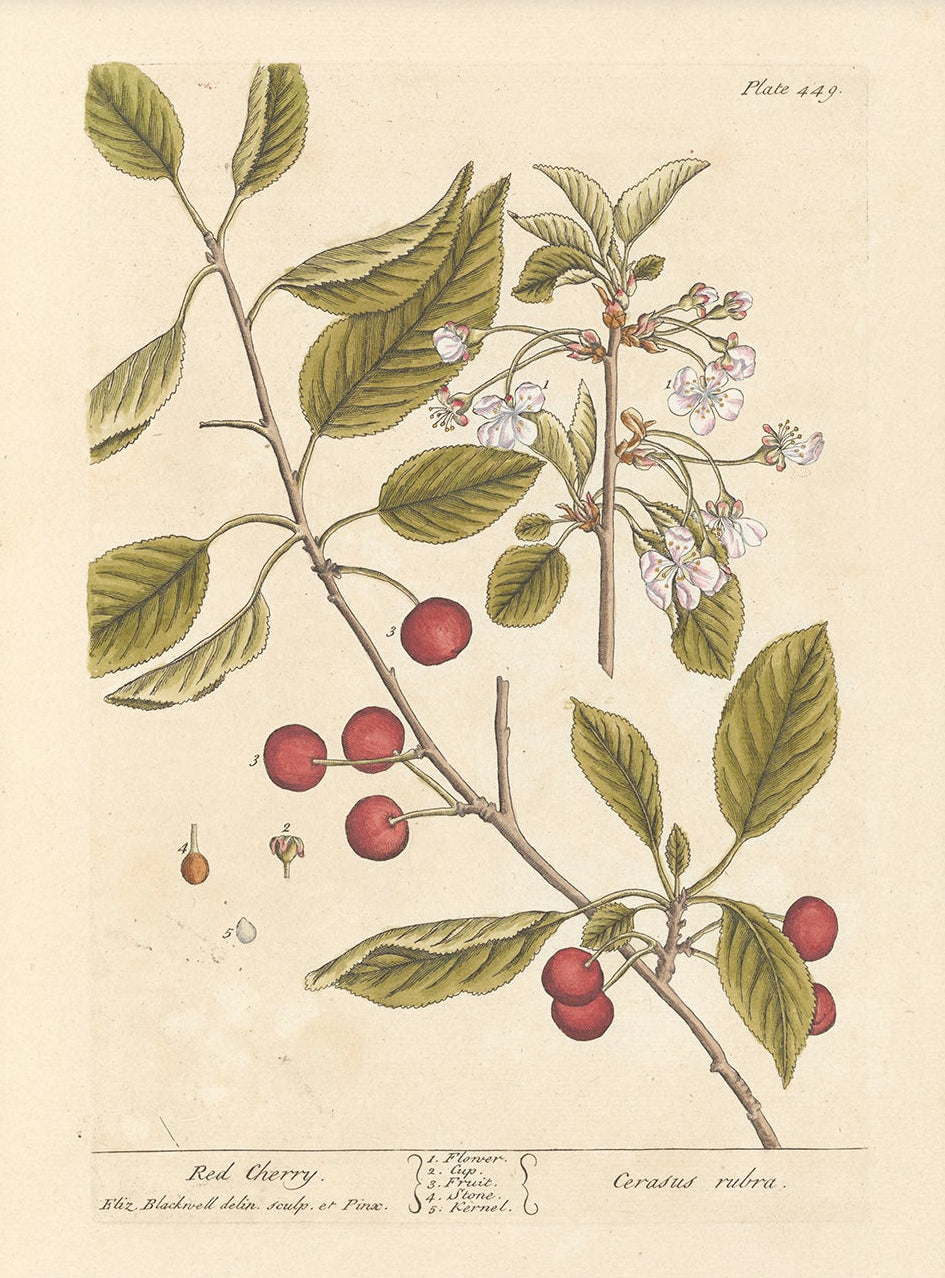 Vintage herb and flower illustration print, antique botanical artwork, elegant wall decor for home or study