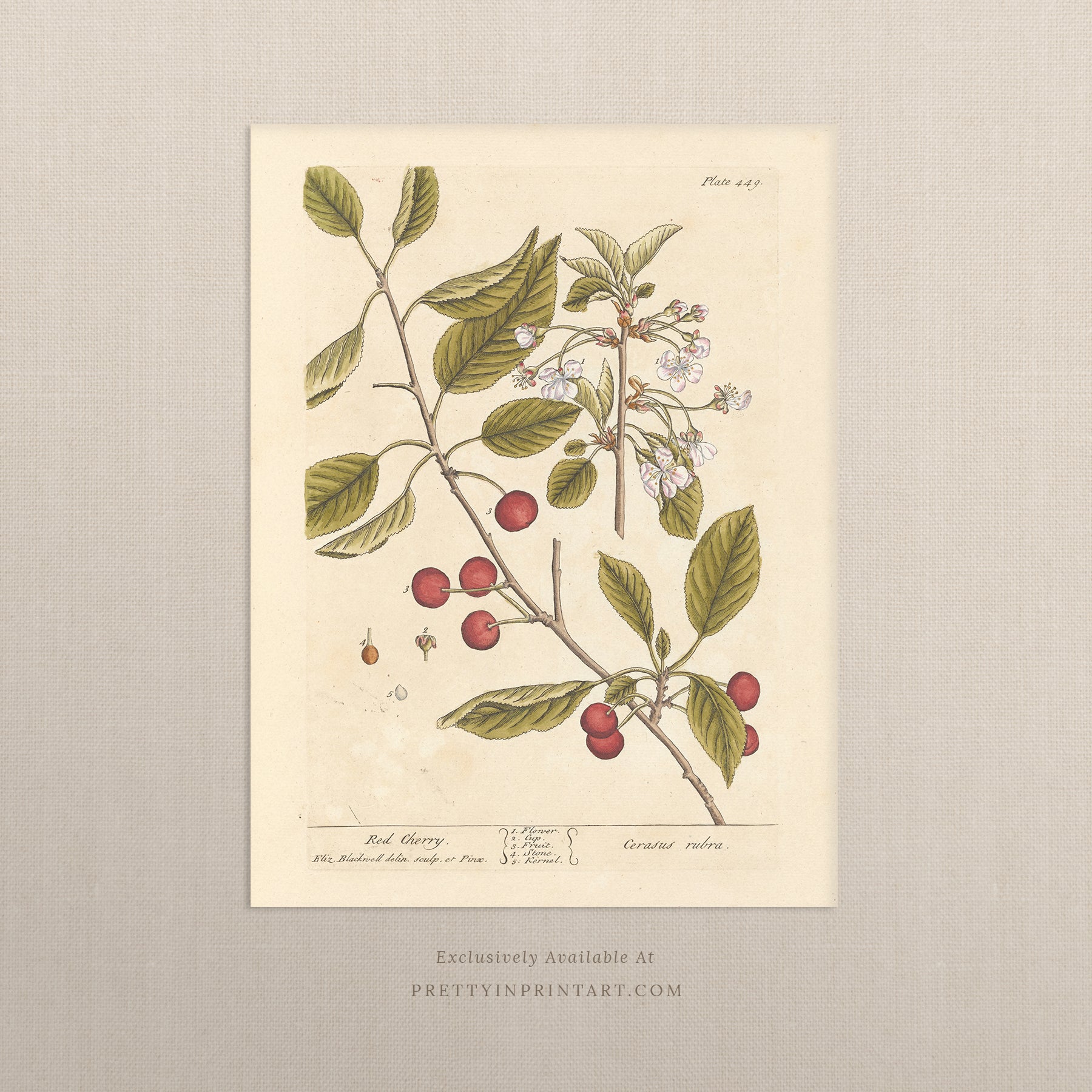 Vintage herb and flower illustration print, antique botanical artwork, elegant wall decor for home or study