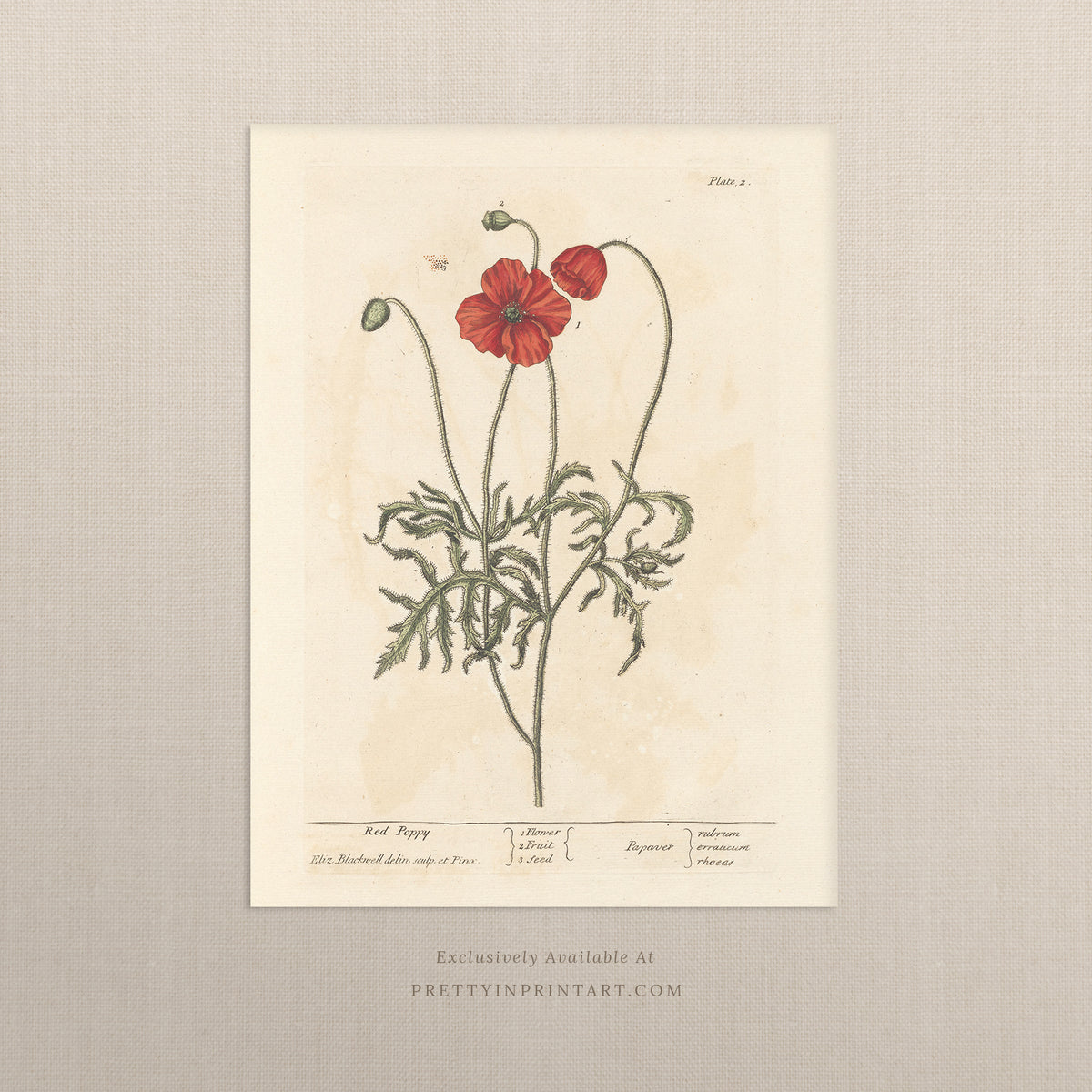 Red Poppy Botanical Art Print – Vintage Antique Flower Illustration ...