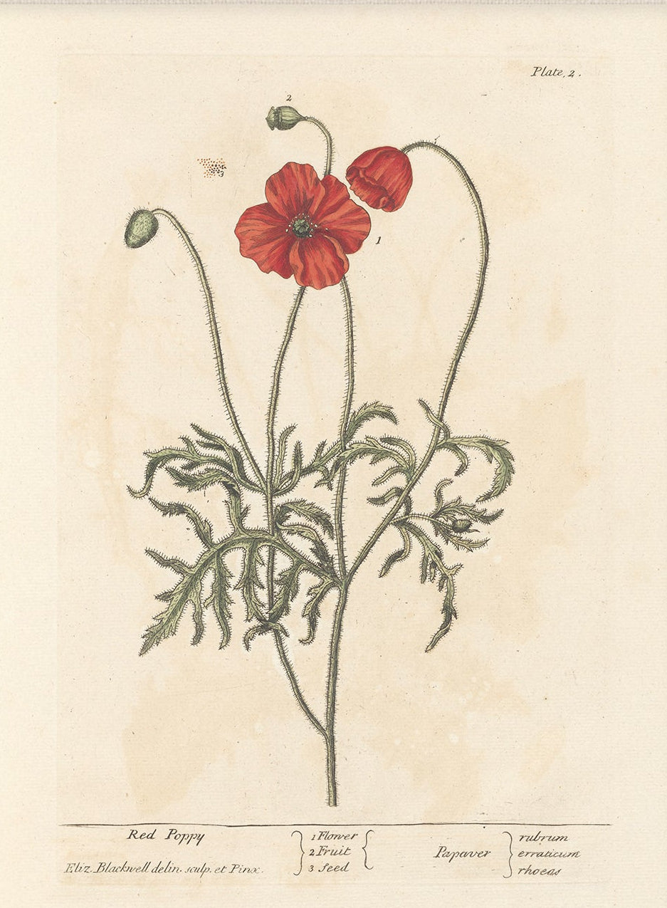 Antique Botanical Art 0058 - Red Poppy | Unframed