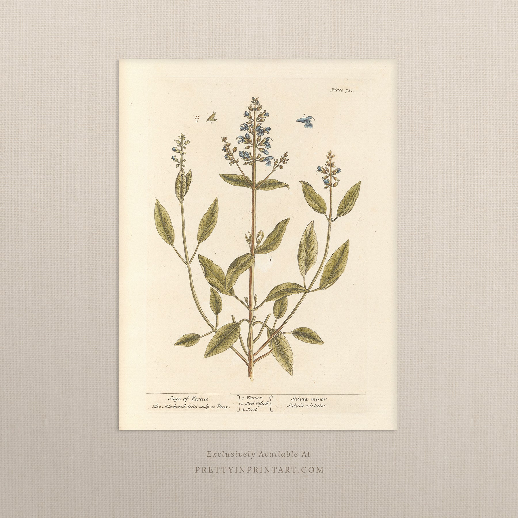 Vintage herb and flower illustration print, antique botanical artwork, elegant wall decor for home or study