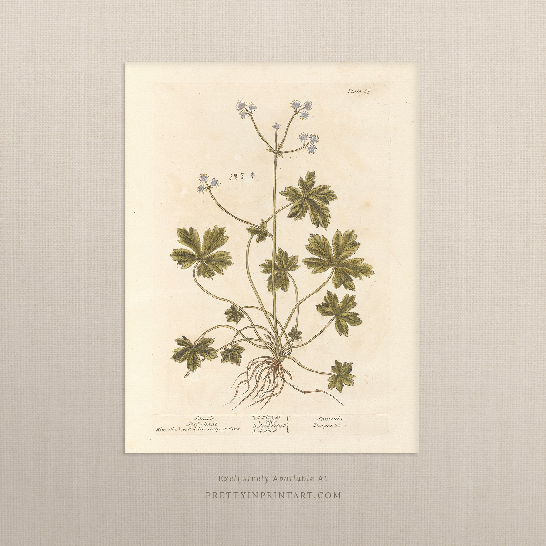 Vintage herb and flower illustration print, antique botanical artwork, elegant wall decor for home or study