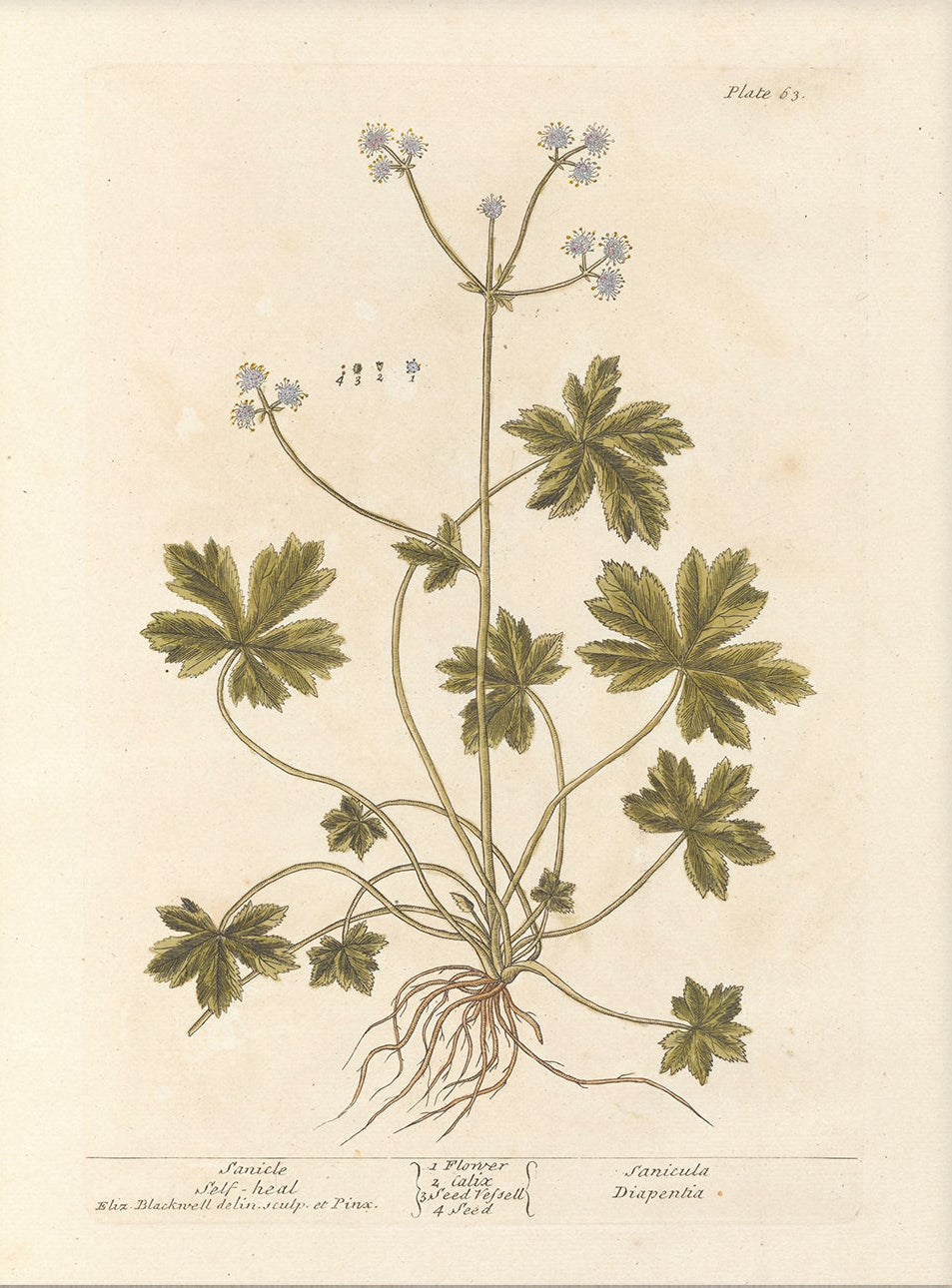 Antique Botanical Art 0058 - Sanicle | Unframed