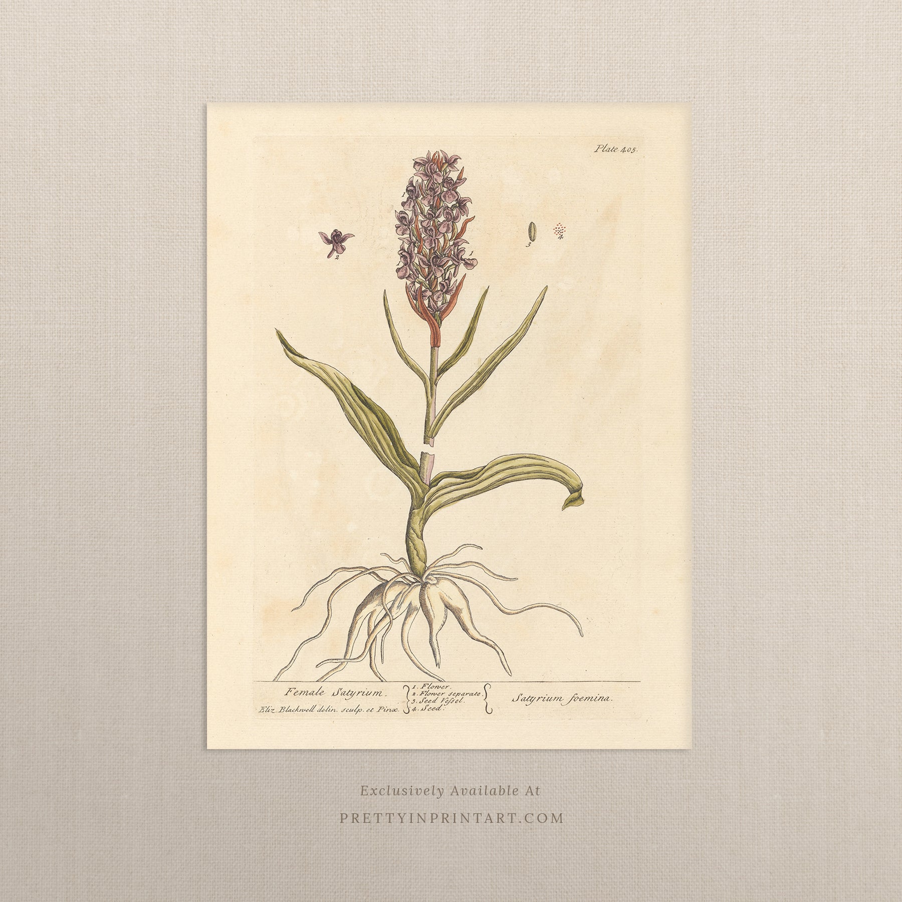 Vintage herb and flower illustration print, antique botanical artwork, elegant wall decor for home or study