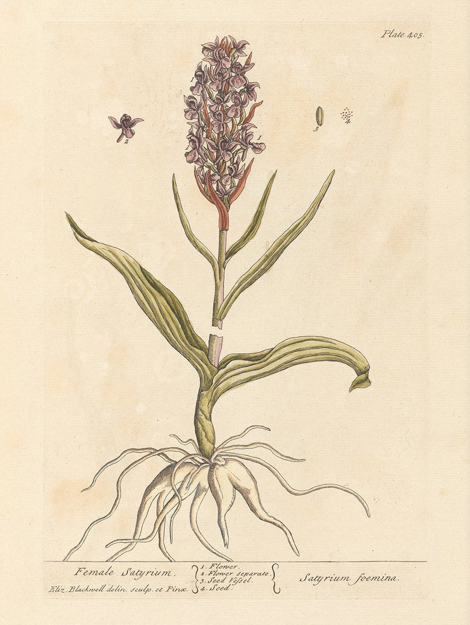 Antique Botanical Art 0058 - Satyrium | Unframed