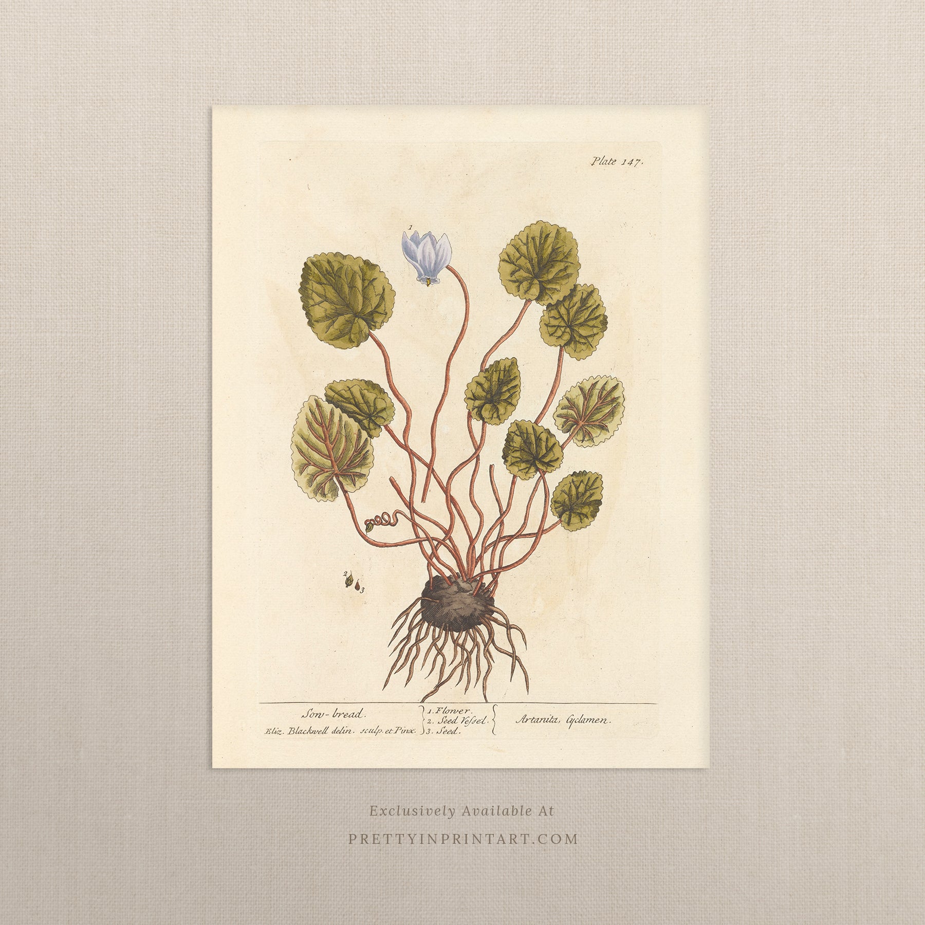 Vintage herb and flower illustration print, antique botanical artwork, elegant wall decor for home or study