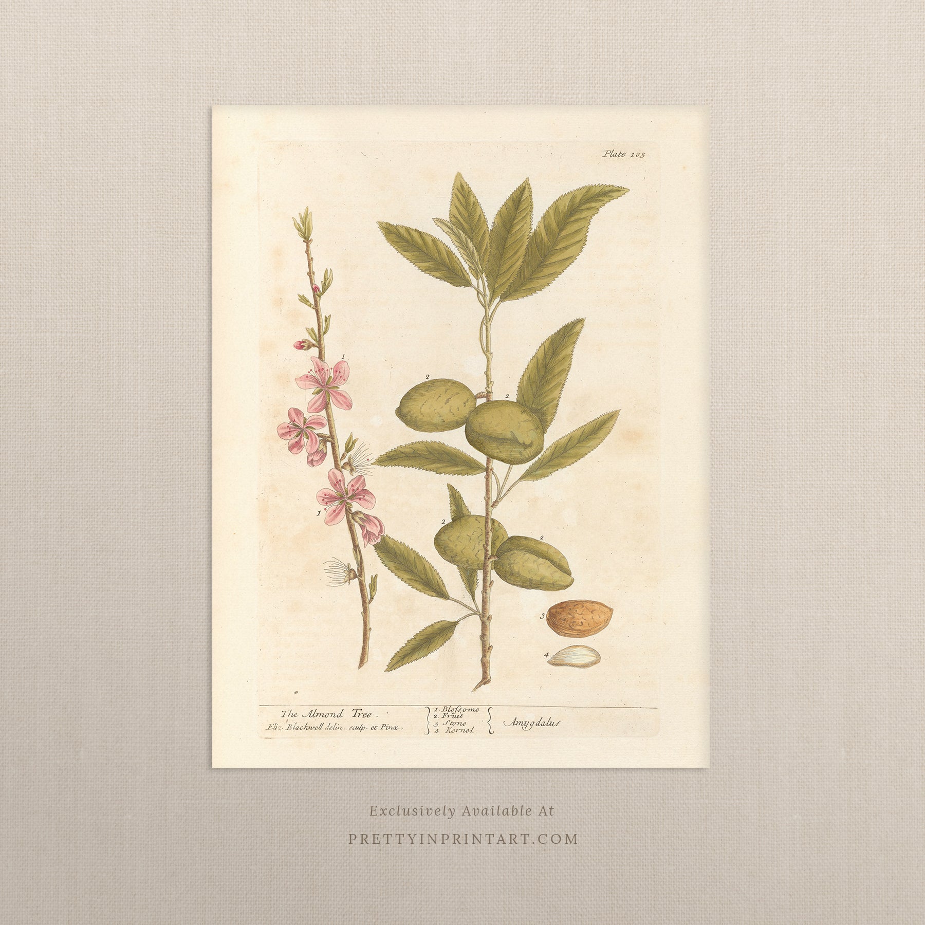 Vintage herb and flower illustration print, antique botanical artwork, elegant wall decor for home or study