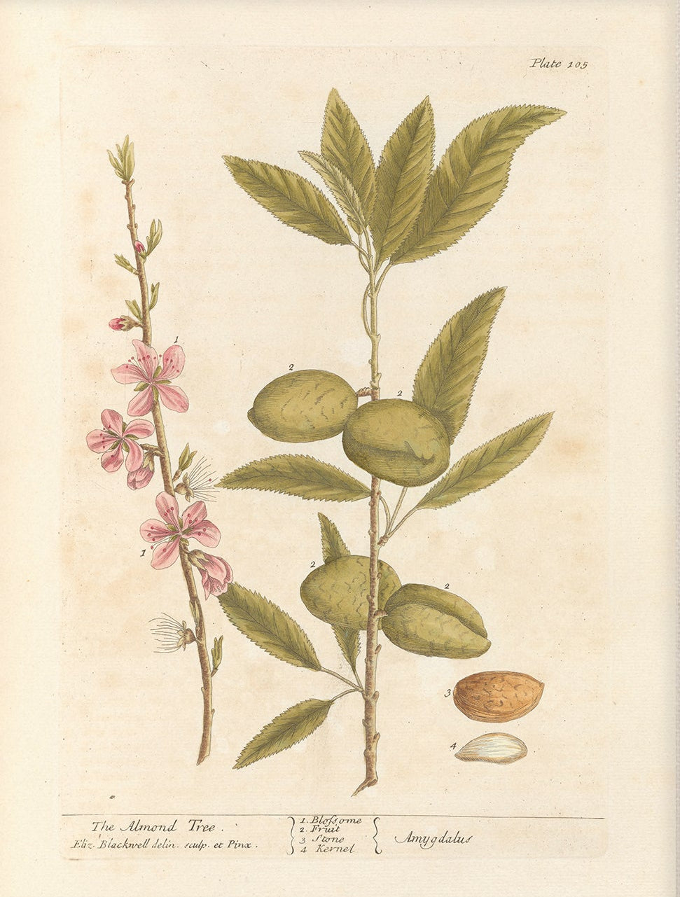 Antique Botanical Art 0058 - The Almond Tree | Unframed