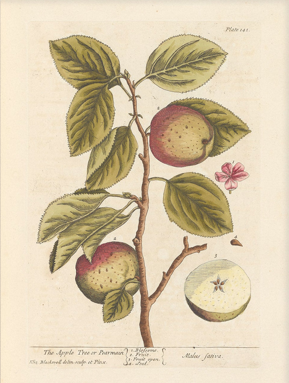 Antique Botanical Art 0058 - The Apple Tree | Unframed