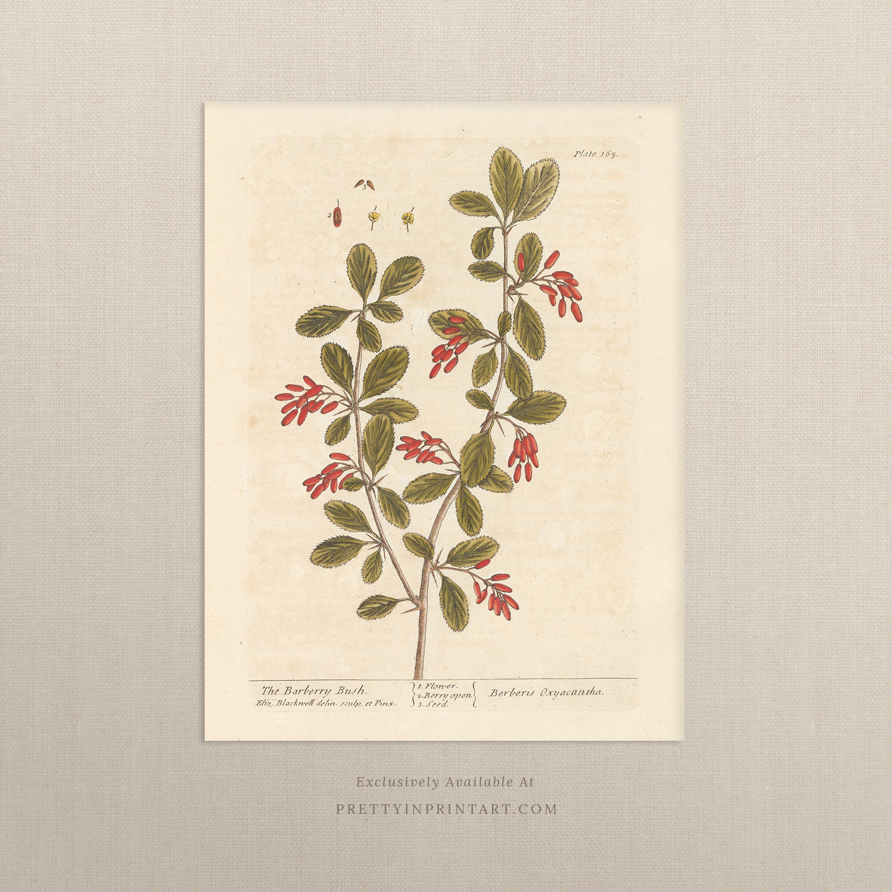 Vintage herb and flower illustration print, antique botanical artwork, elegant wall decor for home or study