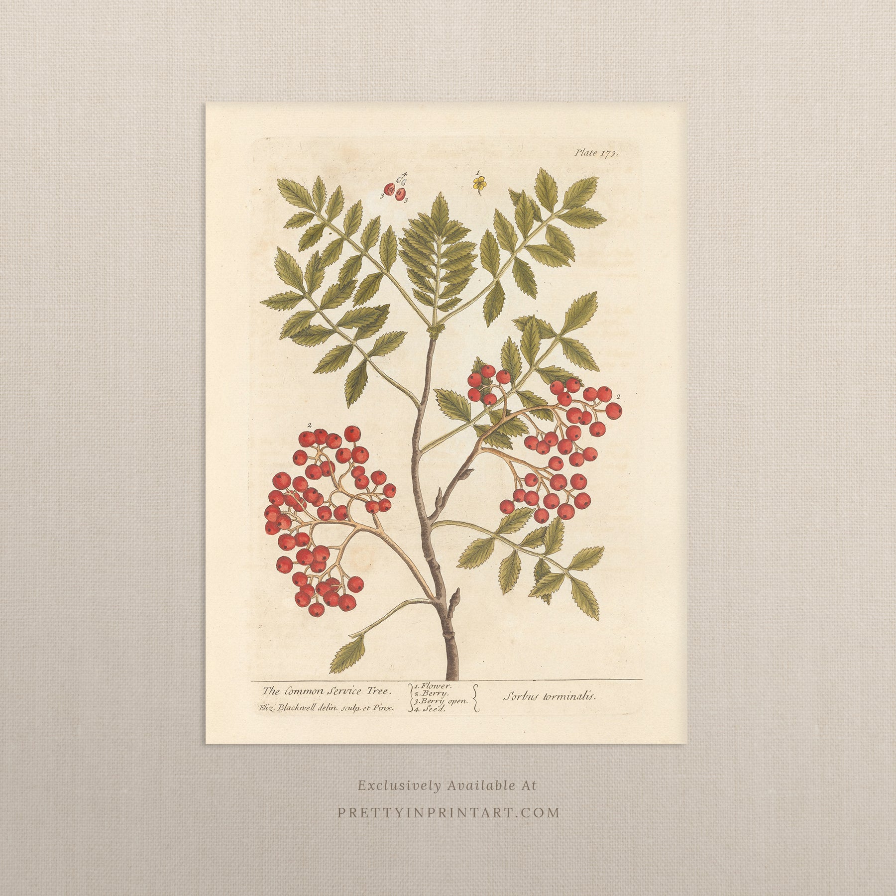 Vintage herb and flower illustration print, antique botanical artwork, elegant wall decor for home or study